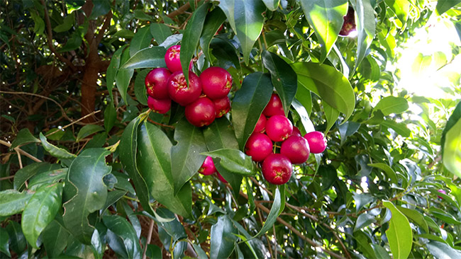 lilly pilly bush with fruit