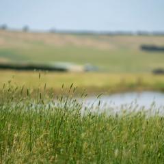 Country scene with a lake