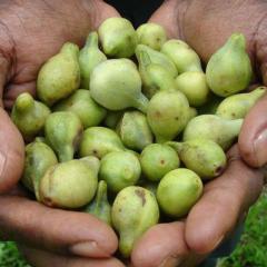 Kakadu plums
