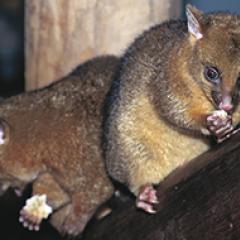Possum