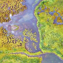Coastal wetland overhead image 