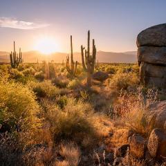 Image of Sonoran Desert 