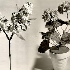monochrome scanned picture of 2 plastic plants