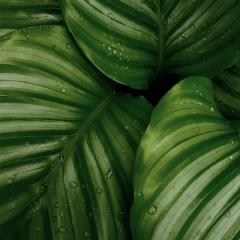 Image of green leaf with some water on top 