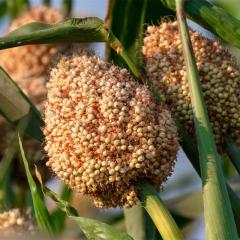 close up op sorghum grain before harvest.