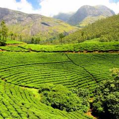 Tea plantation