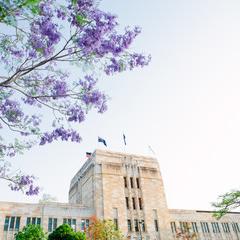 Jacarandas at UQ