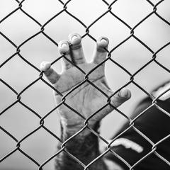 This is a black and white image of a hand gripping a chain link fence