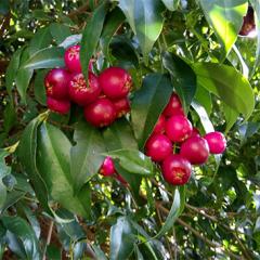 lilly pilly bush with fruit