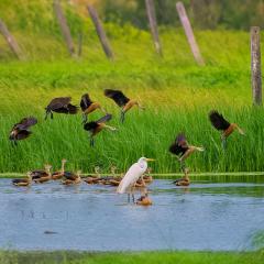 diversity of waterbirds in wetlands. 