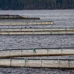 Salmon farm in Tasmania