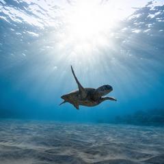 turtle swimming underwater
