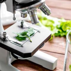 leaf under microscope