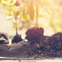 End point royalties for novel plant innovations
