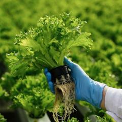 Intellectual property and the dematerialisation of biological science