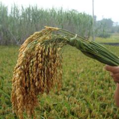 Food Security