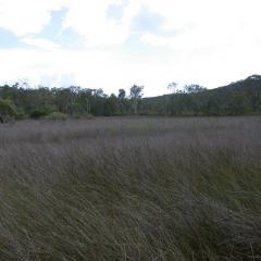 wetland
