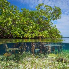 mangroves