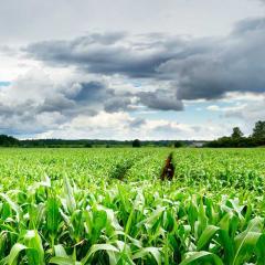 crops
