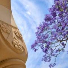 UQ cloister and jacaranda
