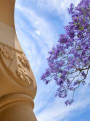 image of blue sky, Great Court sandstone pillar, and jacaranda tree