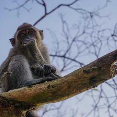 Monkey in a tree in Borneo