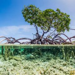 Over and under water photograph of a mangrove tree in clear tropical waters with blue sky in background